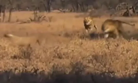 CLIP: Đang nghỉ ngơi, báo săn bị 2 con sư tử truy sát và cái kết 