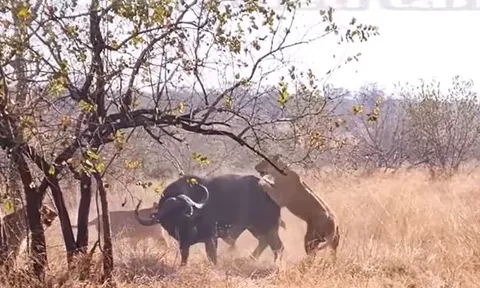 CLIP: Thấy đồng loại bị đàn sư tử tóm được, trâu rừng lao tới ứng cứu và cái kết khó tin