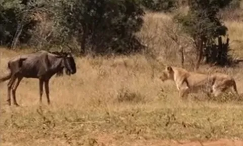CLIP: Sư tử dùng chiến thuật lạ săn linh dương đầu bò và cái kết
