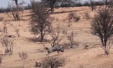 CLIP: Linh dương đầu bò mẹ liều mình tử chiến với 3 con báo săn để bảo vệ con và cái kết mãn nhãn