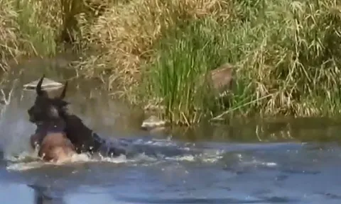 CLIP: Đang uống nước, linh dương đầu bò bị cá sấu kéo xuống sông và cái kết kịch tính sau đó