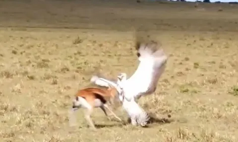 CLIP: Linh dương mẹ húc văng đại bàng cứu con và cái kết kịch tính