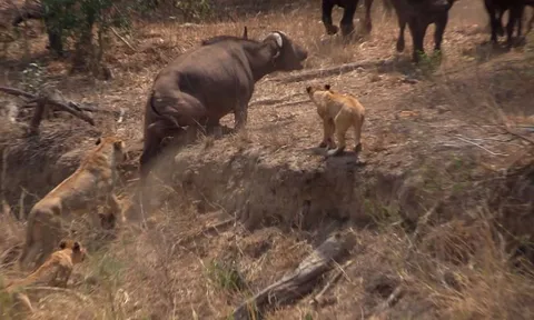 Khoảnh khắc kịch tính trong thiên nhiên hoang dã: Trâu rừng già vô tình lọt vào bẫy của bầy sư tử và màn giải cứu đồng loại đầy bất ngờ của bầy trâu