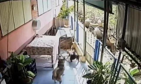 CLIP: Thấy rắn hổ mang bò vào nhà, chó Pitbull lao ra nghênh chiến và cái kết không ai đoán ra