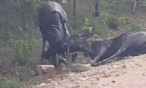 CLIP: Linh dương đầu bò tấn công đồng loại một cách tàn bạo