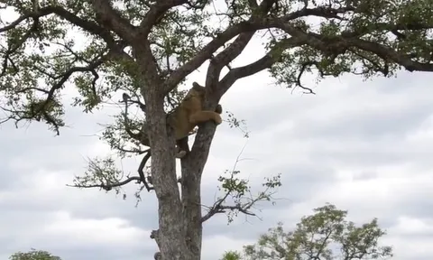 CLIP: Sư tử cái leo cây trốn nạn, bất ngờ được giải cứu