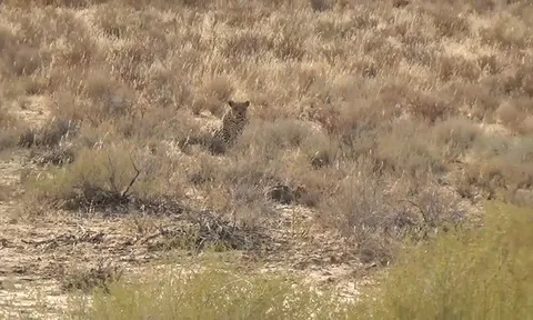 CLIP: Mải săn mồi, mèo hoang bị báo hoa mai hạ gục trong chớp mắt