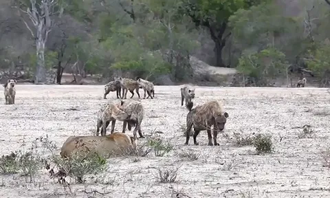 CLIP: Bầy linh cẩu hợp sức tấn công, sư tử cái tháo chạy trong tuyệt vọng