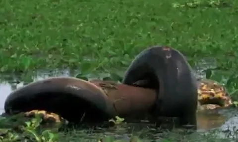 CLIP: Kinh hãi trước khoảnh khắc trăn anaconda xanh khổng lồ nuốt chuột lang nước lớn