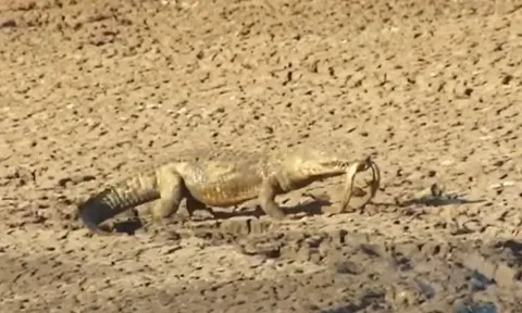 CLIP: Mặc kệ con mồi có nọc độc chết người, cá sấu vẫn dễ dàng tóm gọn rồi ăn thịt rắn mamba đen