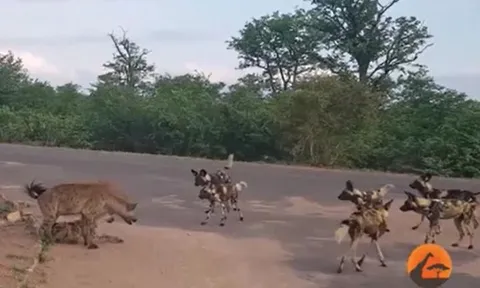 CLIP: Linh cẩu mẹ chiến đấu với bầy chó hoang châu Phi bảo vệ con và cái kết mãn nhãn