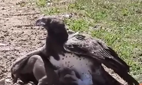 CLIP: Đại bàng Martial phi thân, tóm gọn lợn rừng con trong chớp mắt