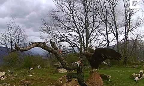 CLIP: Cáo hoang liều mình cướp mồi của đại bàng và cái kết khó đoán