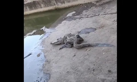CLIP: Cá sấu “oằn tà là vằn” ở Biên Hòa khiến dân tình hoang mang, chuyện gì đã xảy ra?