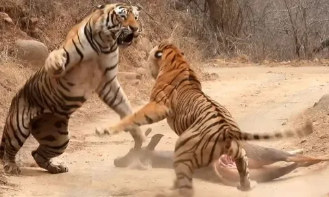 CLIP: Hổ cái liều lĩnh lao vào cướp mồi của con đực rồi đón nhận cái kết khó tin