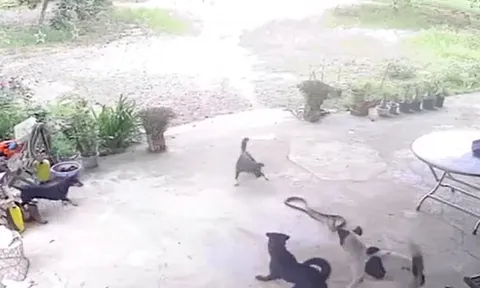CLIP: Bò vào nhà, rắn hổ mang bị đàn chó nhà tấn công và cái kết 'ngẹt thở'