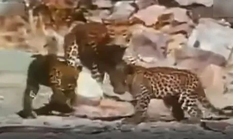 CLIP: 3 mẹ con nhà báo đốm tử chiến với rắn hổ mang 'khủng' và cái kết ít ai đoán được