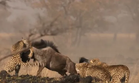 CLIP: 4 mẹ con báo săn hợp sức, đoạt mạng linh dương đầu bò trong tích tắc