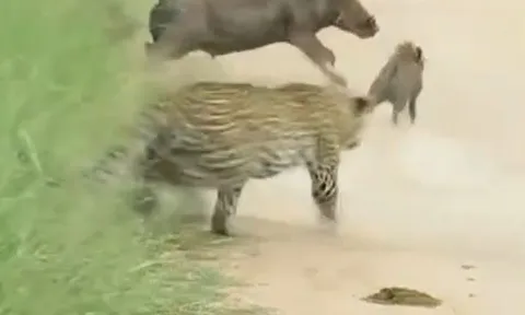 CLIP: Bị báo đốm truy sát, đàn lợn rừng có màn 'bẻ lái' cực gắt khiến kẻ đi săn hít bụi no