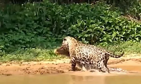 CLIP: Báo đốm phi xuống sông tóm gọn cá sấu và cái kết dễ hiểu