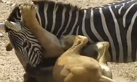 CLIP: Bị sư tử ghì chặt cổ, ngựa vằn tưởng chừng sẽ bỏ mạng nhưng nó lại có màn lật kèo ngoạn mục ở phút chót