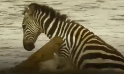 CLIP: Bị cá sấu ngoạm được, ngựa vằn vẫn có màn 'lội ngược dòng' ngoạn mục