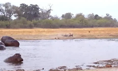 CLIP: Hà mã vất vả săn mồi nhưng vẫn trắng tay trước bầy chó hoang