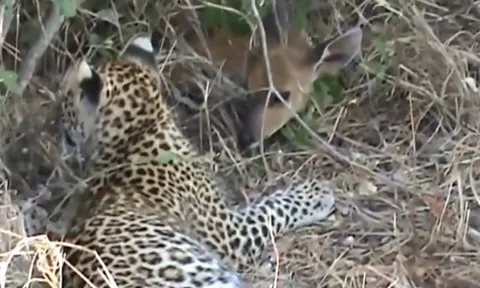 CLIP: Bi kịch của linh dương con dưới móng vuốt của báo hoa mai