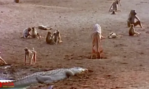 CLIP: Khỉ đầu chó dũng cảm đối đầu cá sấu để cứu con nhưng bất thành