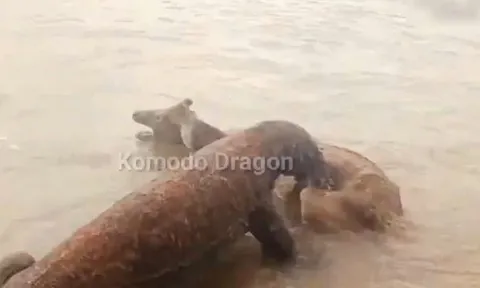 CLIP: Kinh hãi trước khoảnh khắc rồng Komodo truy sát hươu