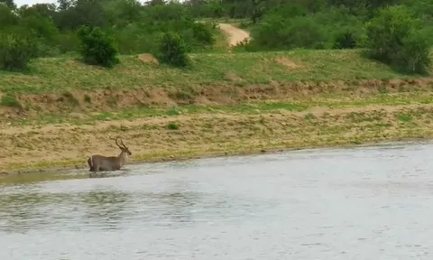 CLIP: Linh dương Waterbuck thoát khỏi nanh cá sấu đầy ngoạn mục