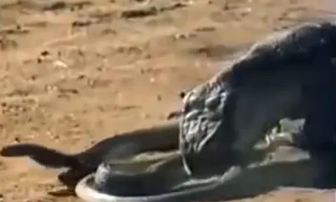 CLIP: Đụng độ rồng Komodo, rắn hổ mang chúa 'khủng' nhận cái kết bi thảm