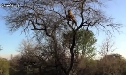 CLIP: Báo hoa mai hạ gục linh cẩu và tha xác lên cây để thưởng thức