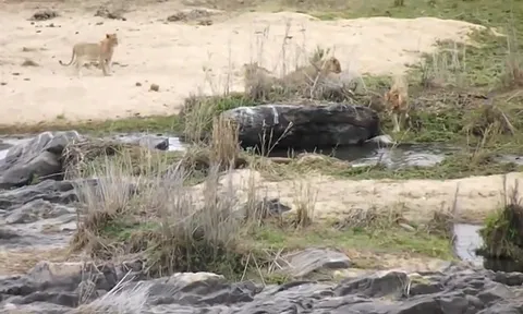 CLIP: Bầy sư tử đói tàn sát linh dương trong cuộc săn khốc liệt