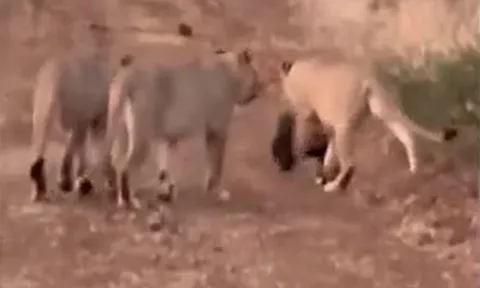 CLIP: Trông thấy lửng mật, 4 con sư tử lẽo đẽo đi theo như fan gặp thần tượng nhưng cái kết mới gây chú ý