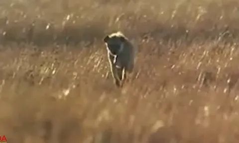 CLIP: Linh cẩu vô tình giải cứu linh dương Gazen khỏi nanh vuốt báo săn