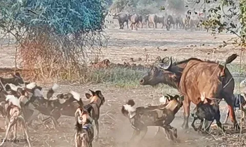 Liệu 16 con chó hoang có đủ sức để hạ sát một chú trâu rừng trưởng thành? Cảnh tượng khiến nhiều người ngỡ ngàng
