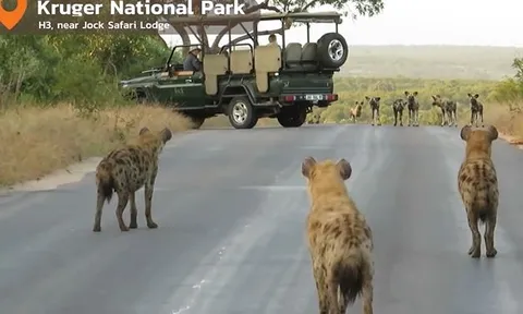 CLIP: Màn đối đầu như phim xã hội đen giữa đàn chó hoang châu Phi và linh cẩu