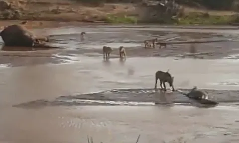 CLIP: Mãn nhãn xem màn tử chiến giành mồi kịch tính của cá sấu và đàn sư tử