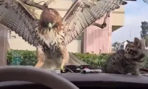 CLIP: Đi săn mèo, diều hâu nhận cái kết 'muối mặt'