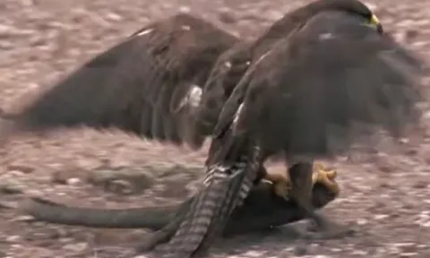 CLIP: Diều hâu phi thân, tóm gọn thằn lằn 'khủng' trong tích tắc