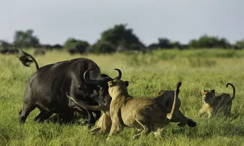 CLIP: Trâu mẹ quyết chiến với 7 sư tử để bảo vệ con non và cái kết bi thương