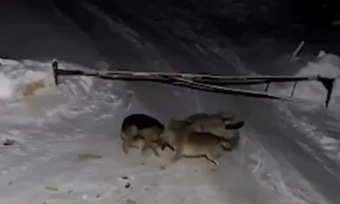 CLIP: Bị đàn sói tấn công giữa đêm, chó Becgie nhận cái kết khó tin