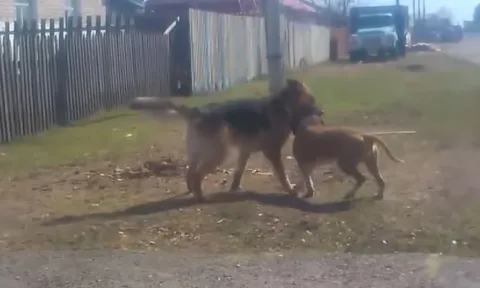 CLIP: 'Nín thở' xem màn tử chiến kịch tính của chó Becgie và Pitbull