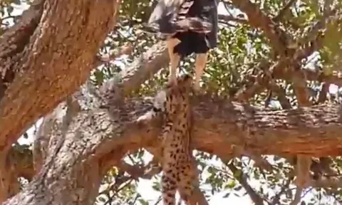 CLIP: Tóm báo săn con và ăn thịt, đại bàng nhận 'quả báo' ngay sao đó