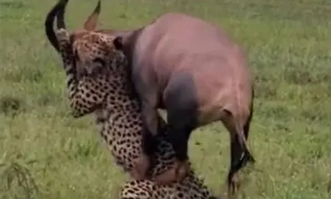 CLIP: Đi săn linh dương, con báo từ kẻ đi săn trở thành con mồi