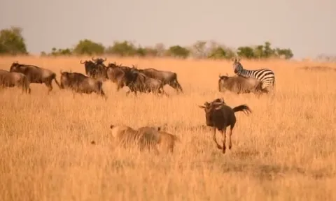 CLIP: Ngang nhiên tấn công sư tử, linh dương đầu bò phải trả giá bằng cả tính mạng