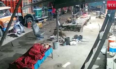 CLIP: Đang ngủ trưa, người đàn ông giật mình tỉnh giấc khi báo hoa mai lẻn vào nhà tha chó đi và cái kết