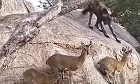 CLIP: Bị 21 con chó hoang châu Phi truy sát, linh dương vẫn khiến kẻ đi săn bẽ mặt