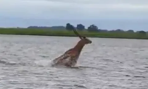 CLIP: Đang vượt sông, linh dương bị cá sấu truy sát và cái kết khó đoán